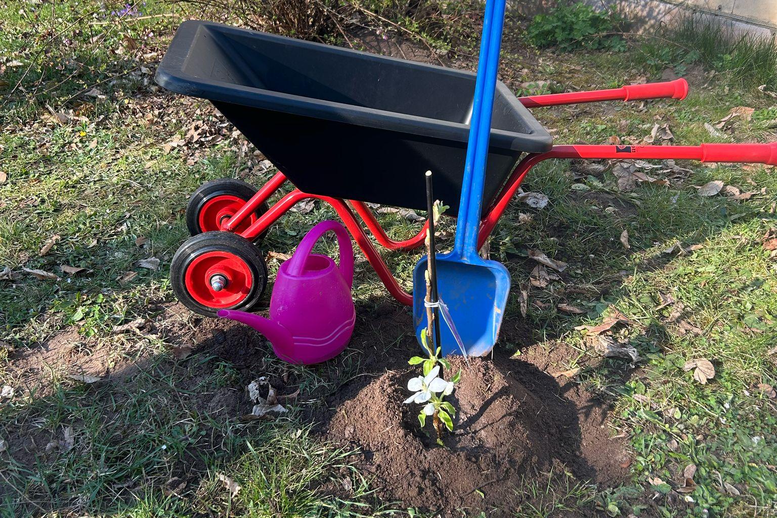Wir freuen uns über einen neuen Apfelbaum!