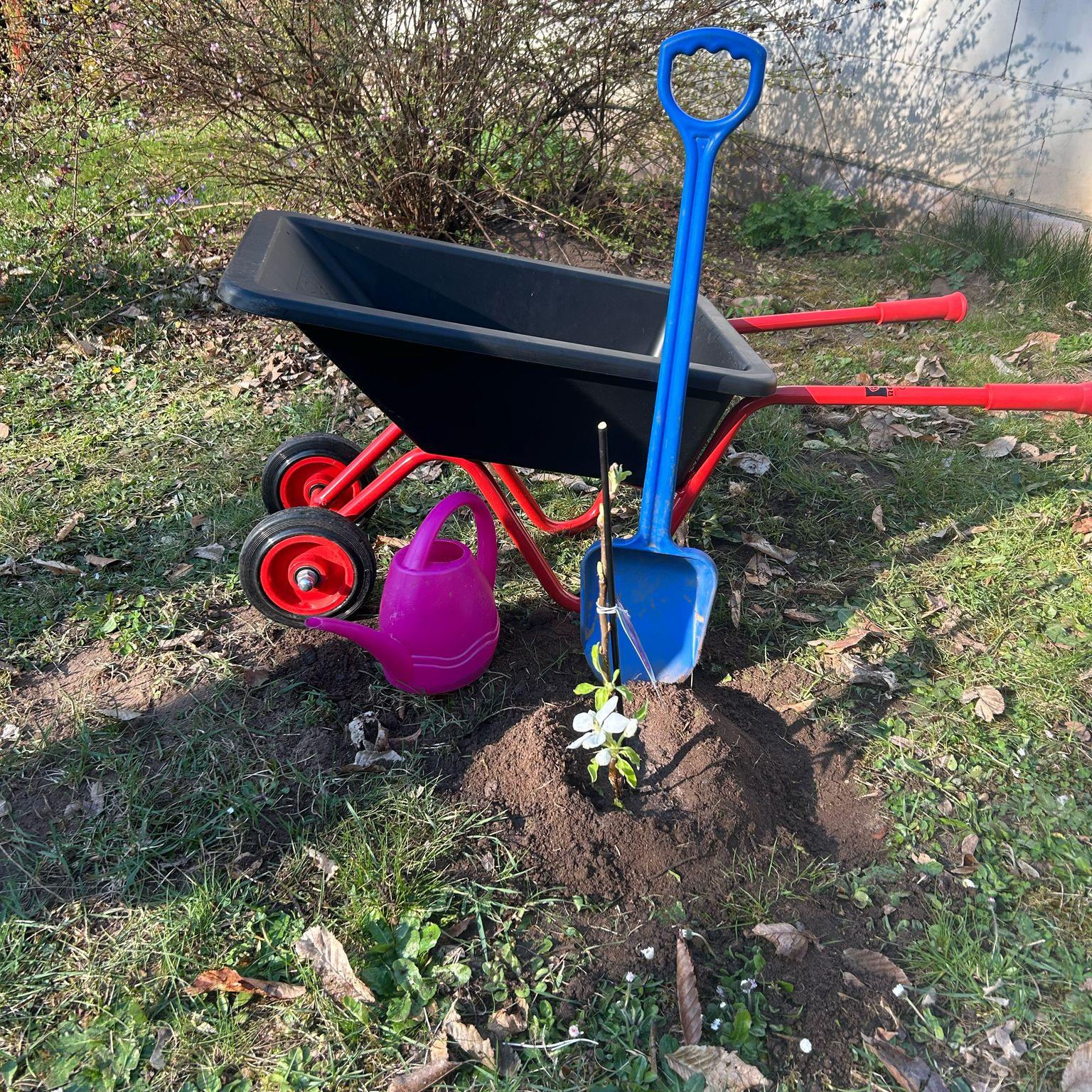 Wir freuen uns über einen neuen Apfelbaum!